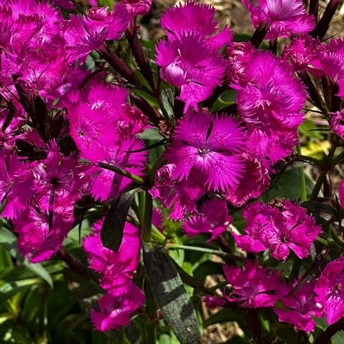 Clavel rosado, una de las flores típicas de las silletas de la Feria de las Flores