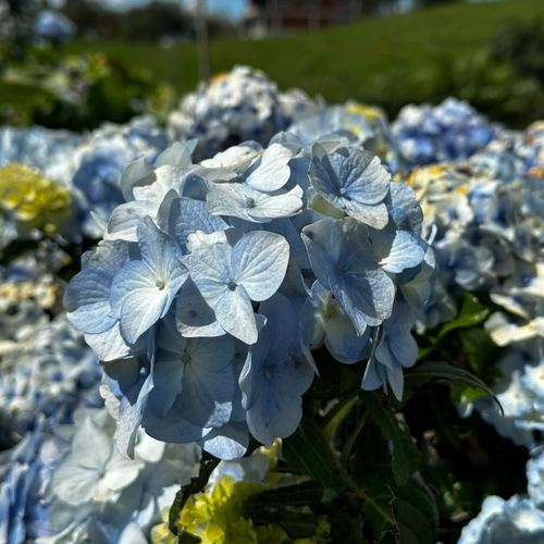Hortensia azul, flor típica de Santa Elena en la Feria de las Flores