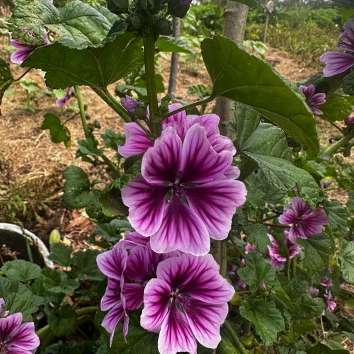 Malva morada cultivada en Santa Elena para la Feria de las Flores