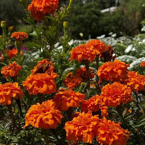 Flores de marigold naranja usadas en las silletas de la Feria de las Flores de Medellín